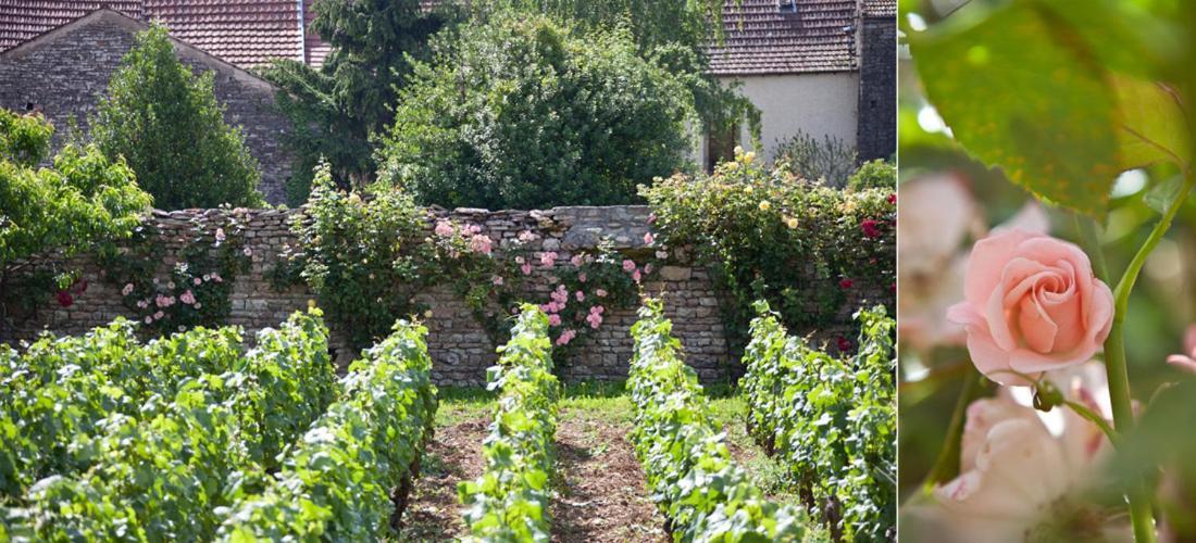 Domaine Violot-Guillemard Bed & Breakfast Pommard Eksteriør bilde